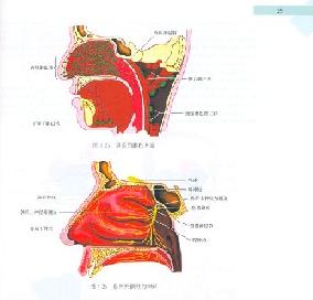 耳鼻咽喉外科學