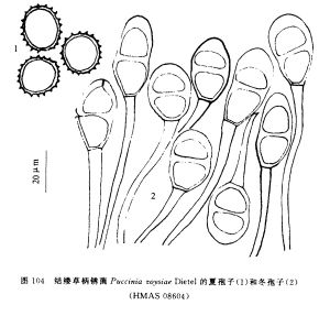 結縷草柄鏽菌