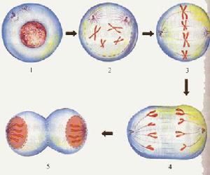 有絲分裂的過程