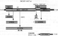 菸草壞死病毒的基因組及其產物