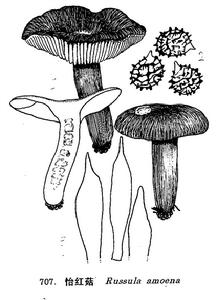 圖 707 怡紅菇 : 1. 子實體， 2. 孢子， 3. 囊體