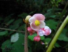 裂葉秋海棠[裂葉秋海棠]