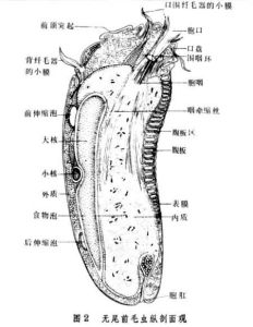 前毛蟲