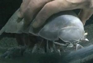 世界最長時間絕食者-大王巨足蟲