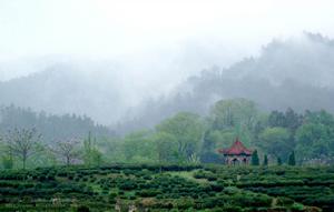 皖西大別山地林茶區