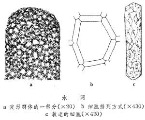 水網屬