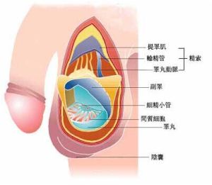 睪丸穿刺