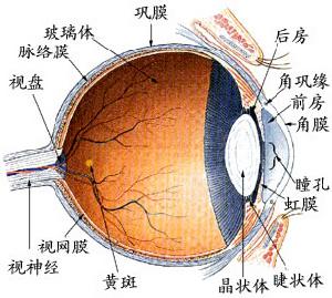 中心性滲出性脈絡膜視網膜炎