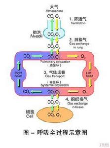 呼吸過程