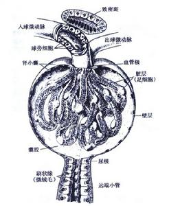 腎小球結構