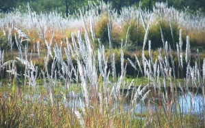 浙江麗水九龍濕地公園