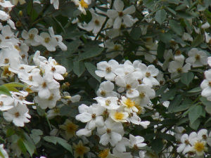 薔薇屬植物