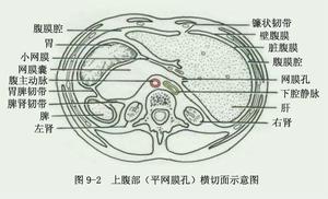 （圖）腹膜