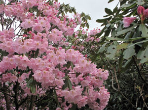 貓兒山杜鵑花