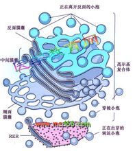 高爾基體