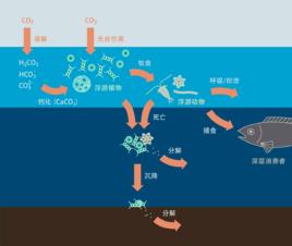 海洋生物泵