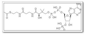 輔酶A分子結構