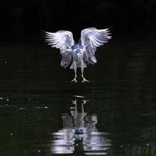 西湖公園夜鷺飛