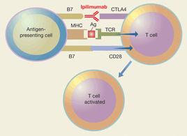 Ipilimumab