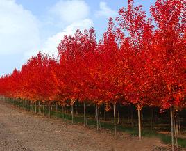 紅點紅楓