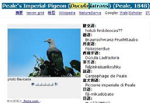 Peale's Imperial-Pigeon (Ducula latrans) (Peale, 1848)