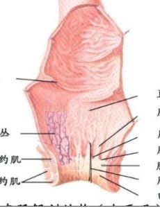 肛裂出血