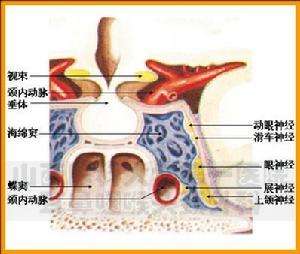 共同性外斜視