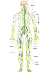 人體神經系統