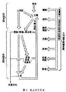 牧童經濟