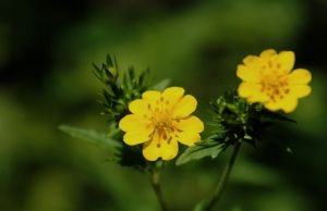 狼牙委陵菜（原變種）