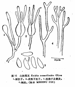 白膠黑耳