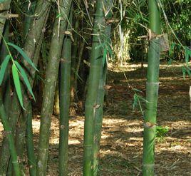 黃竹[禾本科、牡竹屬植物]