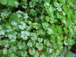 Hydrocotyle sibthorpioides