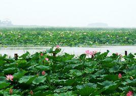 沿湖農場