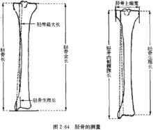 小腿長