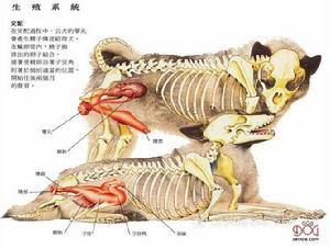 狗的生殖系統