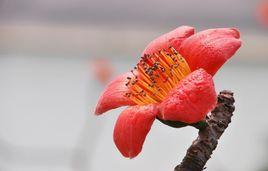 紅棉花[植物]