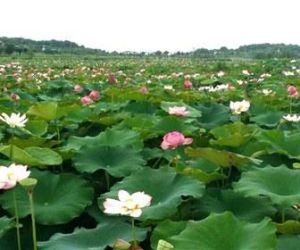 鑫農湖荷花濕地公園