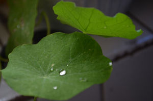 大葉矮金蓮花（變種）