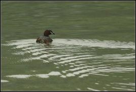 小辟鳥虎鳥