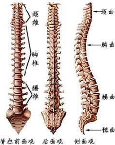 人的運動系統