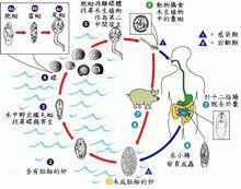 布氏薑片蟲生活史