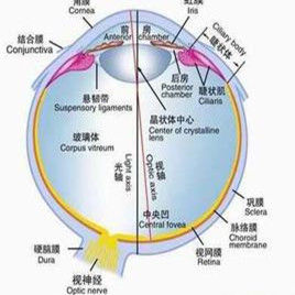 屈光系統