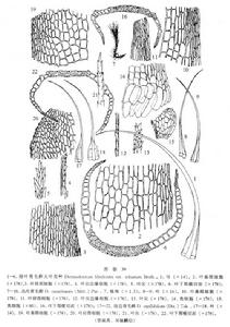 叢葉青毛蘚