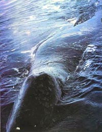 北極露脊鯨-極度深寒北極動物賞(6)