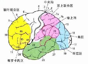 在大腦功能分區中的位置