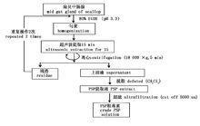 扇貝腸腺中PSP提取流程