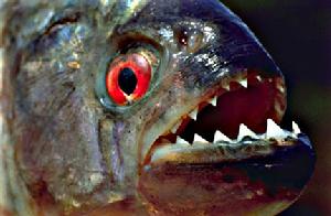 刀齒魚