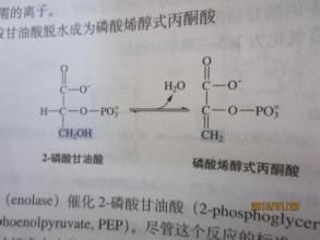 phosphoenolpyruvate