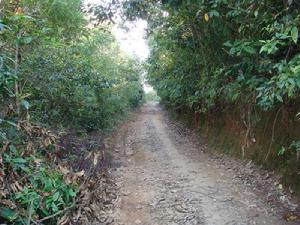 邦福村進村道路